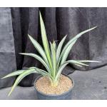 Agave sisalana (variegated) 2-gallon pots